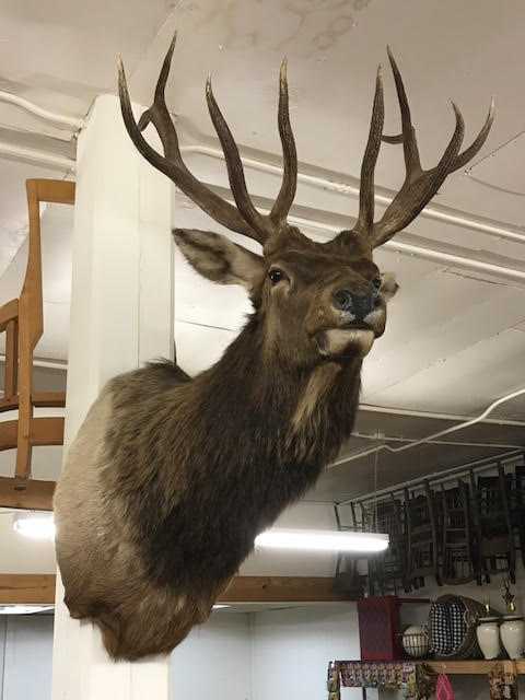 Hunting Elk Deer Sportsman